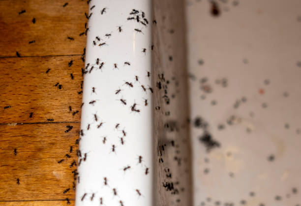 Best Local Pest Control Services  in West Cape May, NJ